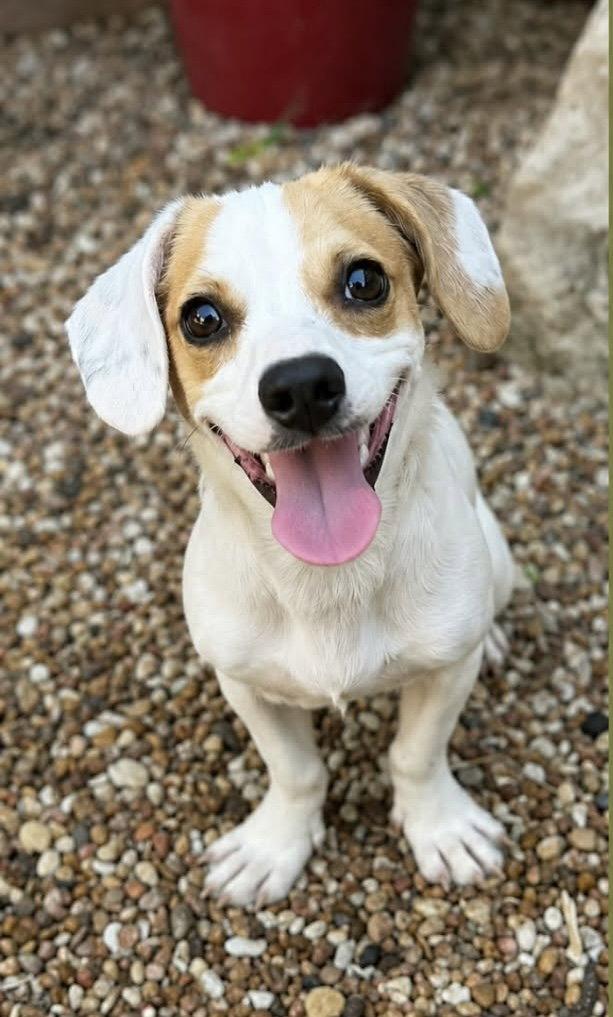 Enlarge Speedy, a Adoptable Dachshund in Pearland, TX image 3/3