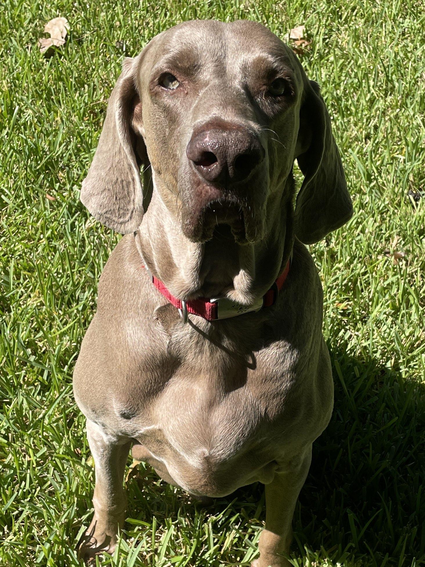 Enlarge Boomer, a Adoptable Weimaraner in Fort Worth, TX image 1/3