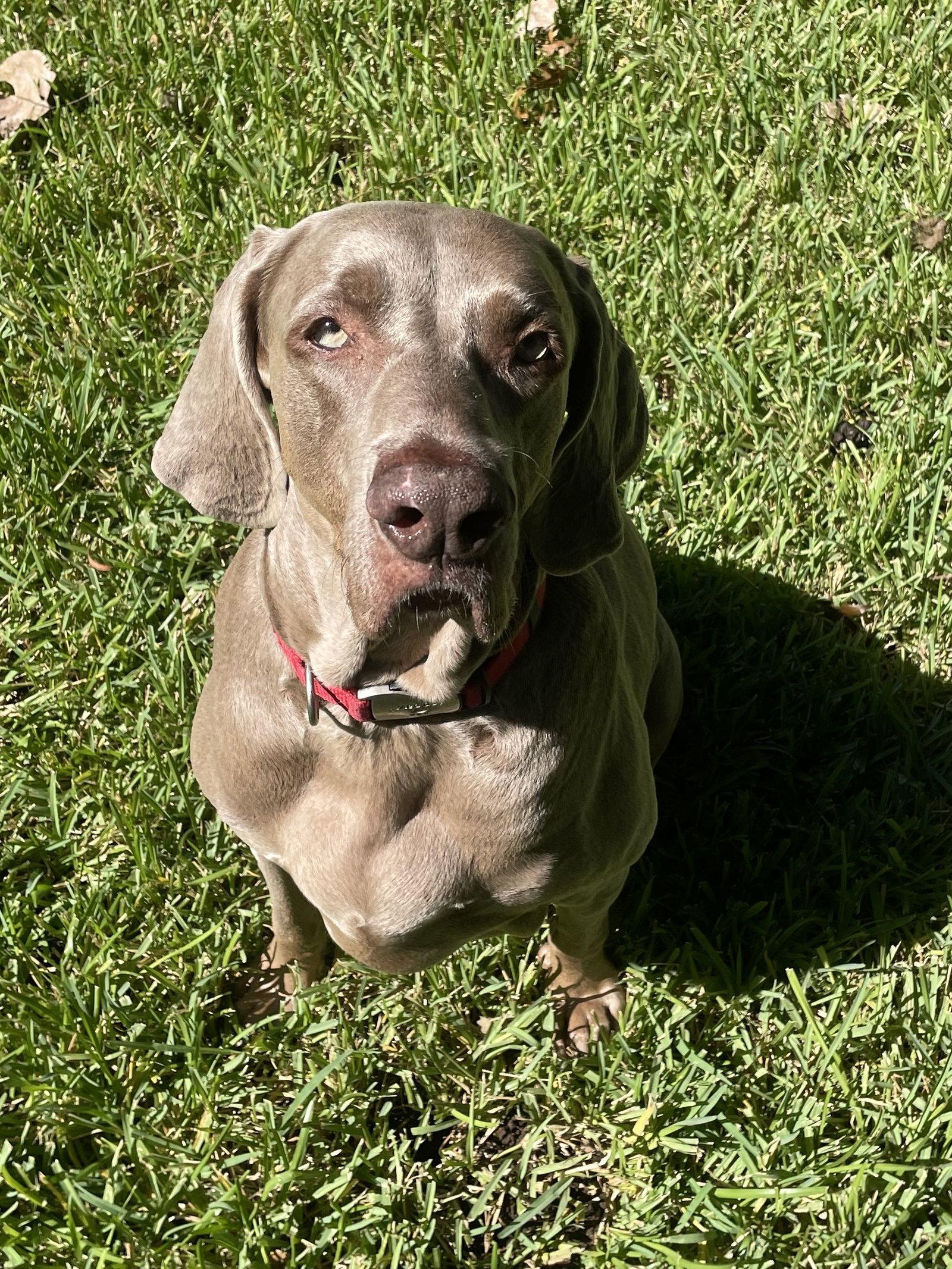 Enlarge Boomer, a Adoptable Weimaraner in Fort Worth, TX image 2/3