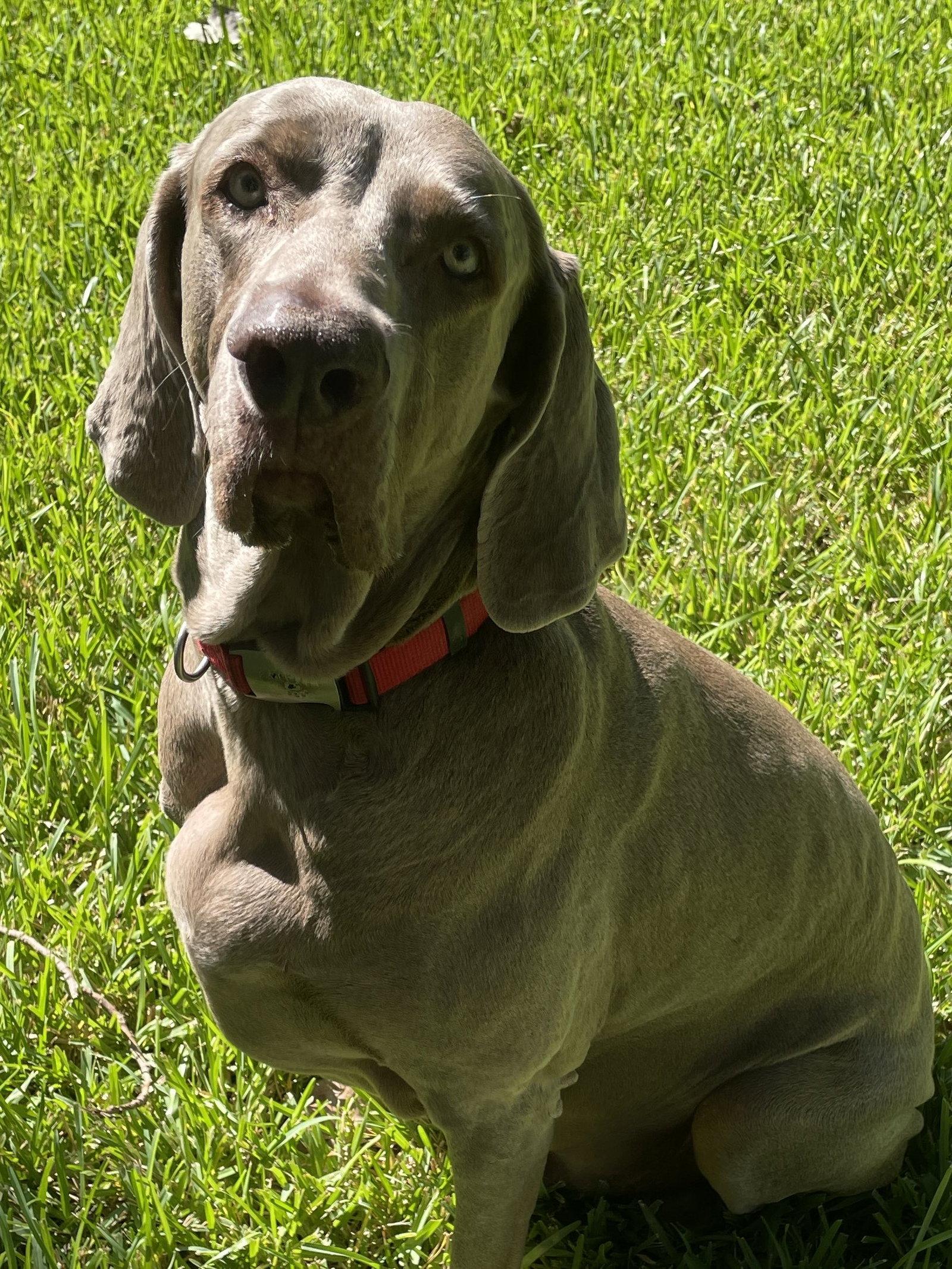 Enlarge Boomer, a Adoptable Weimaraner in Fort Worth, TX image 3/3