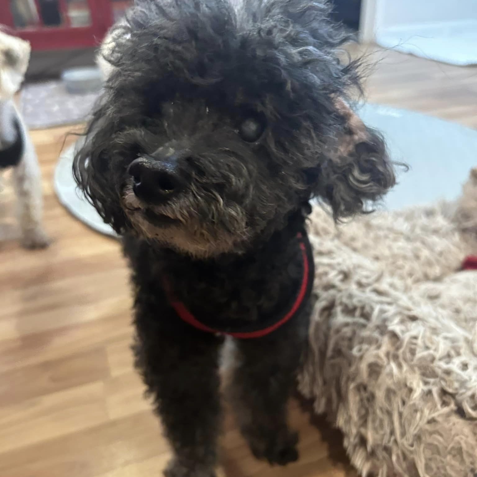 Dog for adoption Duke, a Miniature Poodle in Rockville, MD Petfinder