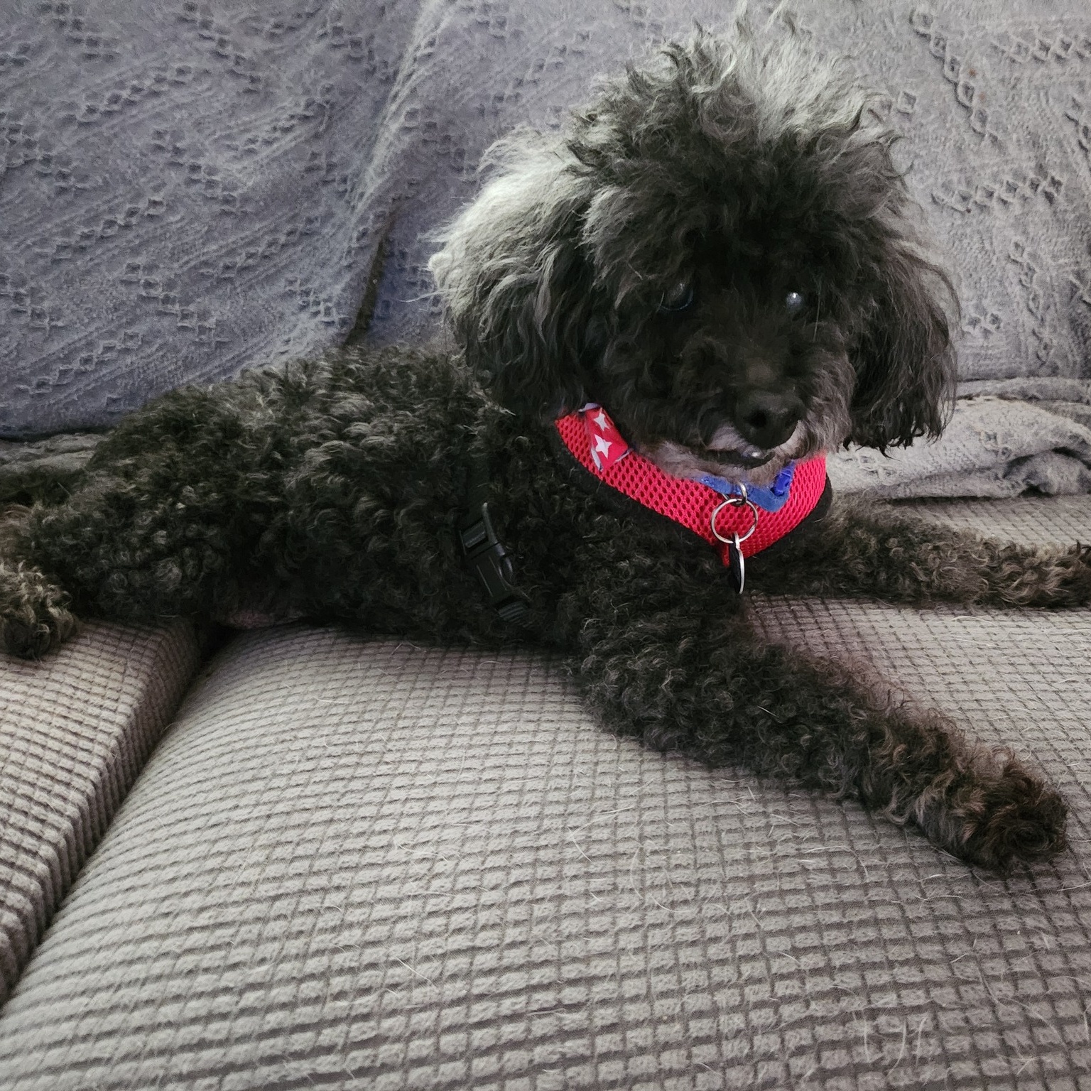 Dog for adoption Duke, a Miniature Poodle in Rockville, MD Petfinder