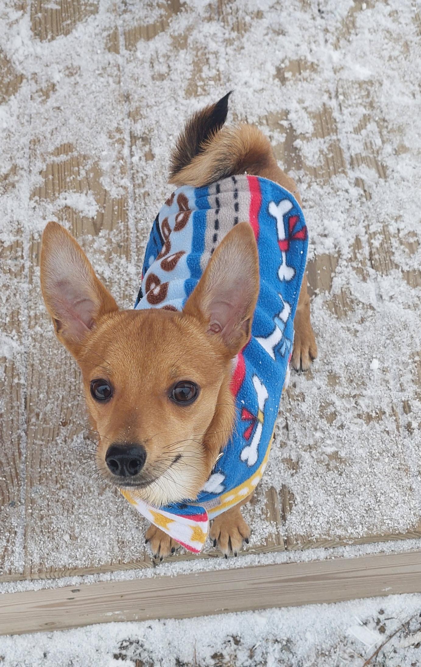 Stitch, ADOPTABLE, Puppy Male Chihuahua.