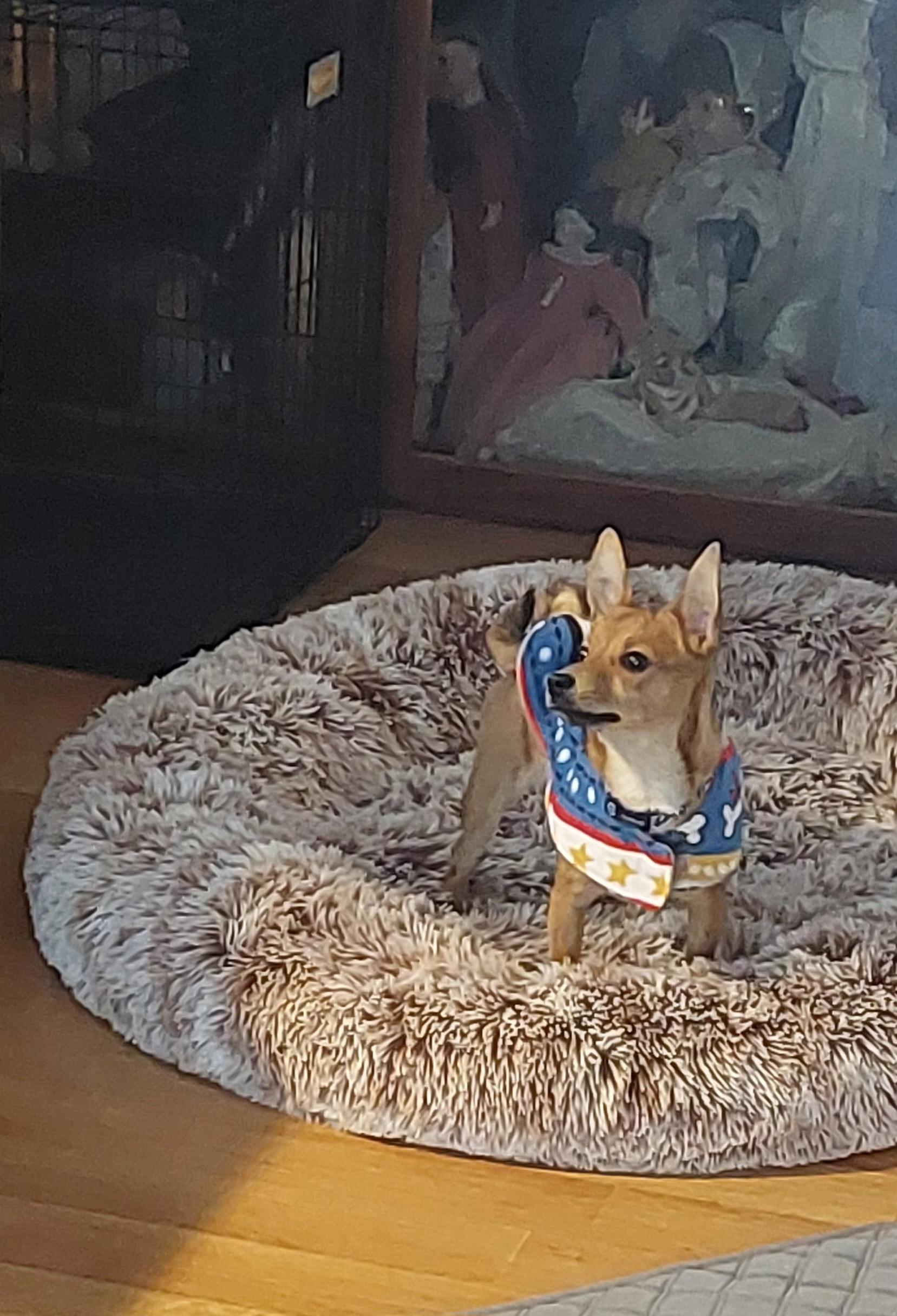 Stitch, a ADOPTABLE Chihuahua in Conesus, NY image 2/3