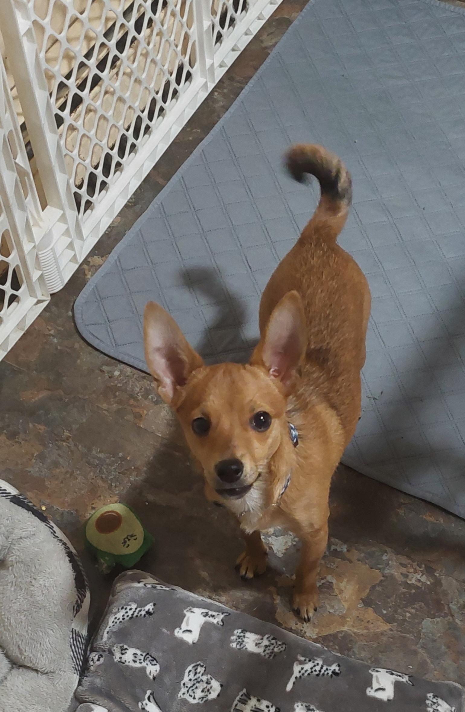 Stitch, a ADOPTABLE Chihuahua in Conesus, NY image 3/3