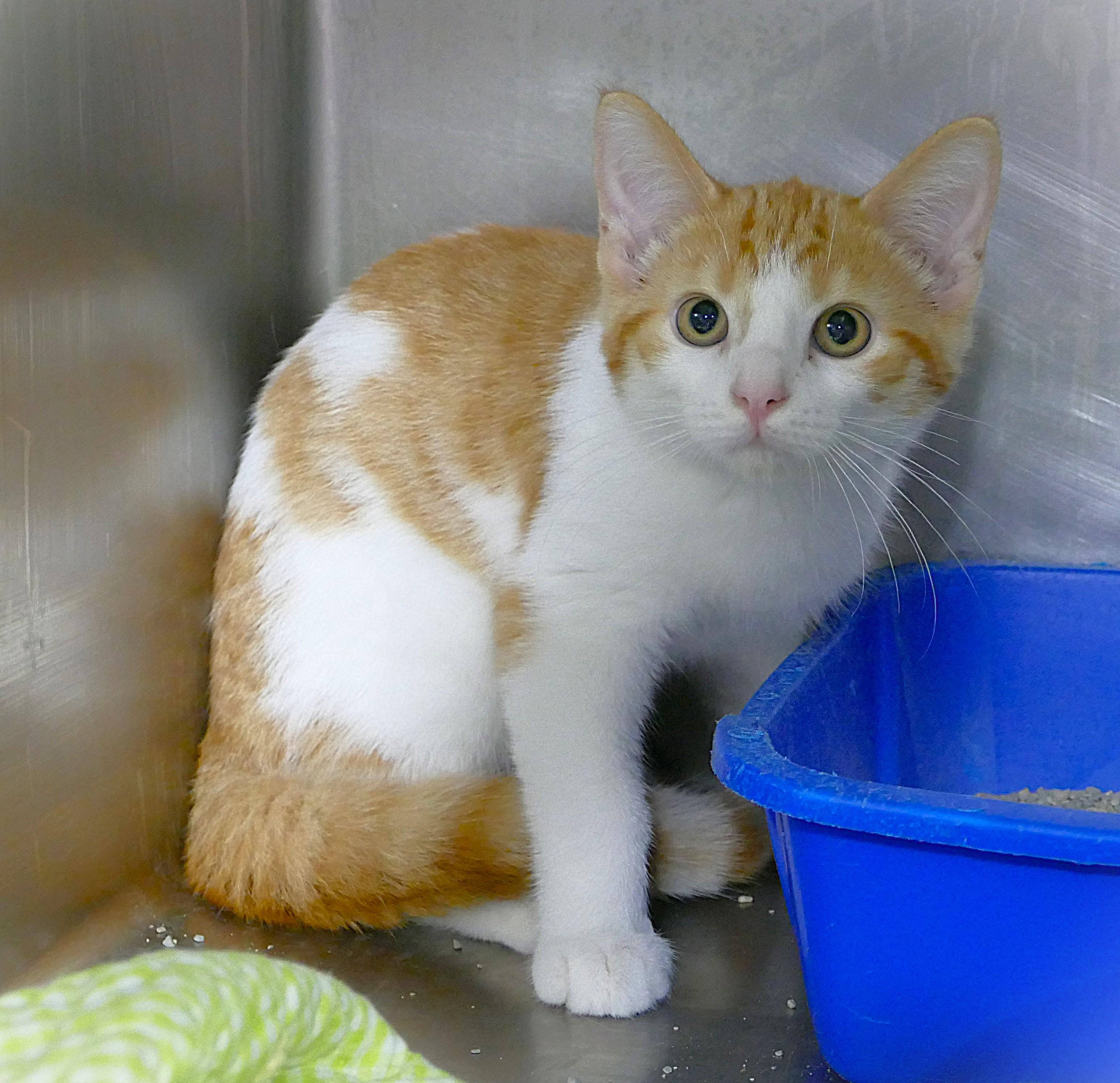 TACO, a ADOPTABLE mixed breed in Beechbottom, WV image 3/3