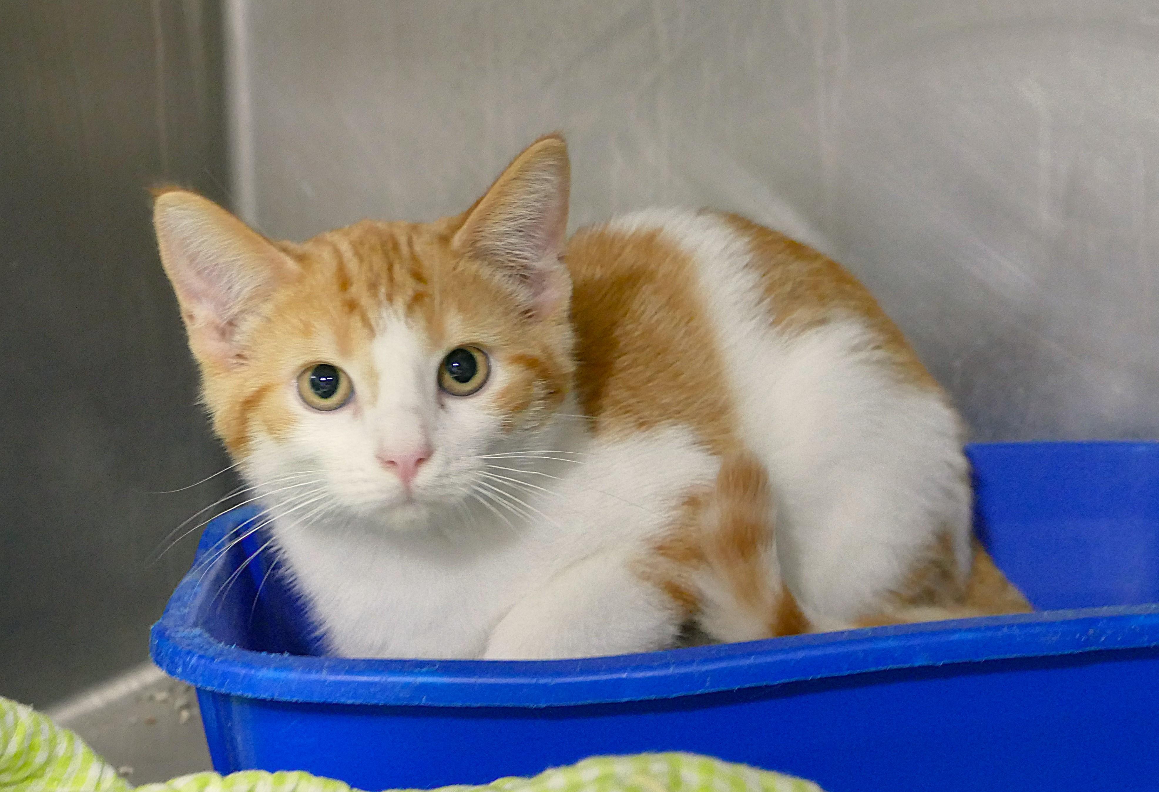 TACO, a ADOPTABLE mixed breed in Beechbottom, WV image 2/3
