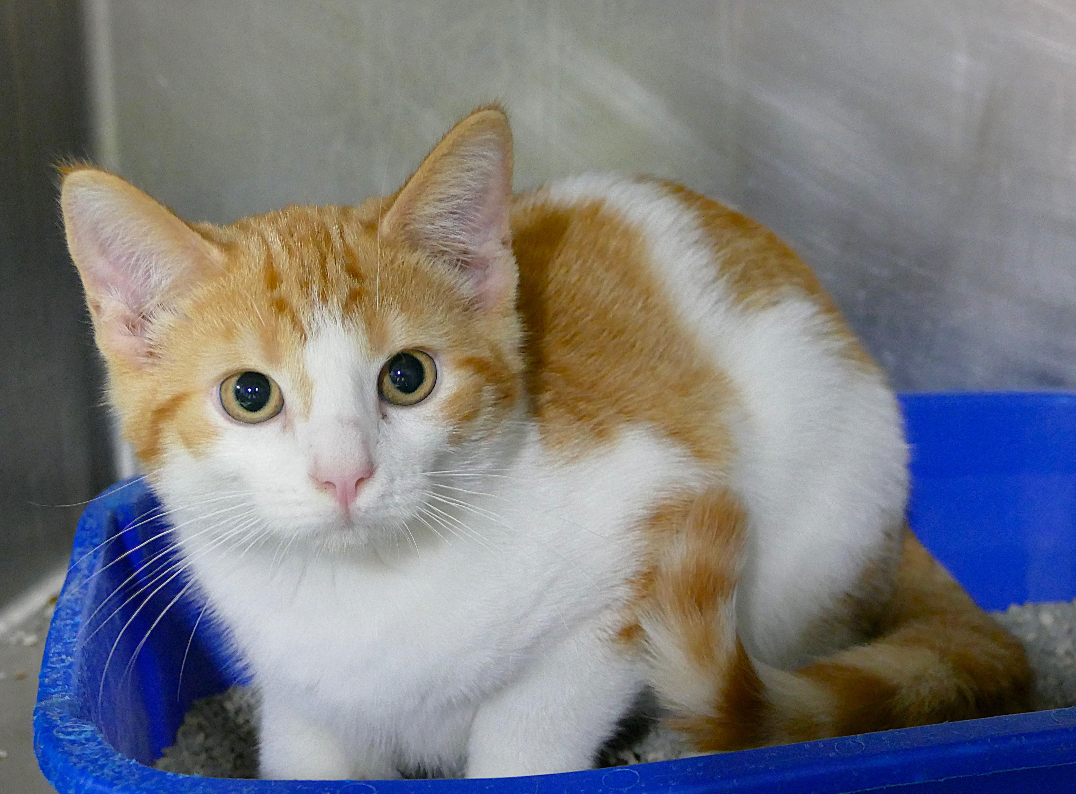 TACO, ADOPTABLE, Kitten Male Domestic Short Hair.