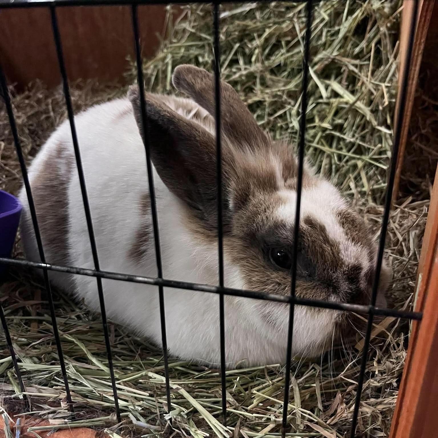 Enlarge Asha, an adopted Hotot in Syracuse, NY image 2/2