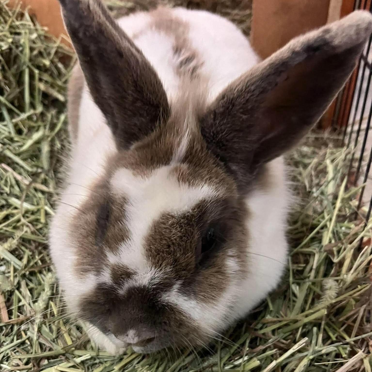 Asha, adopted, Adult Female Hotot.