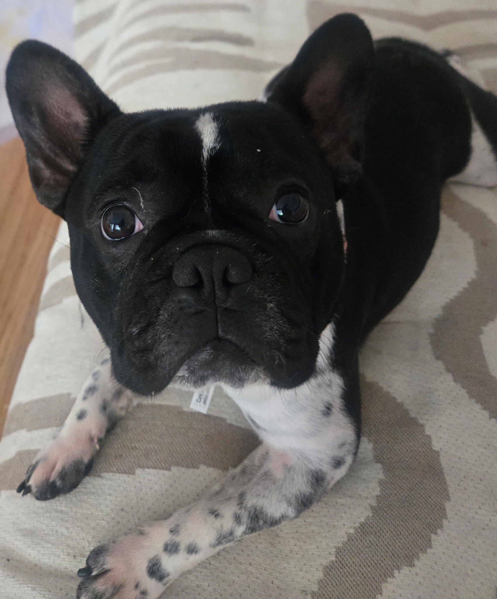 Cupid, Adopted, Young Male French Bulldog.