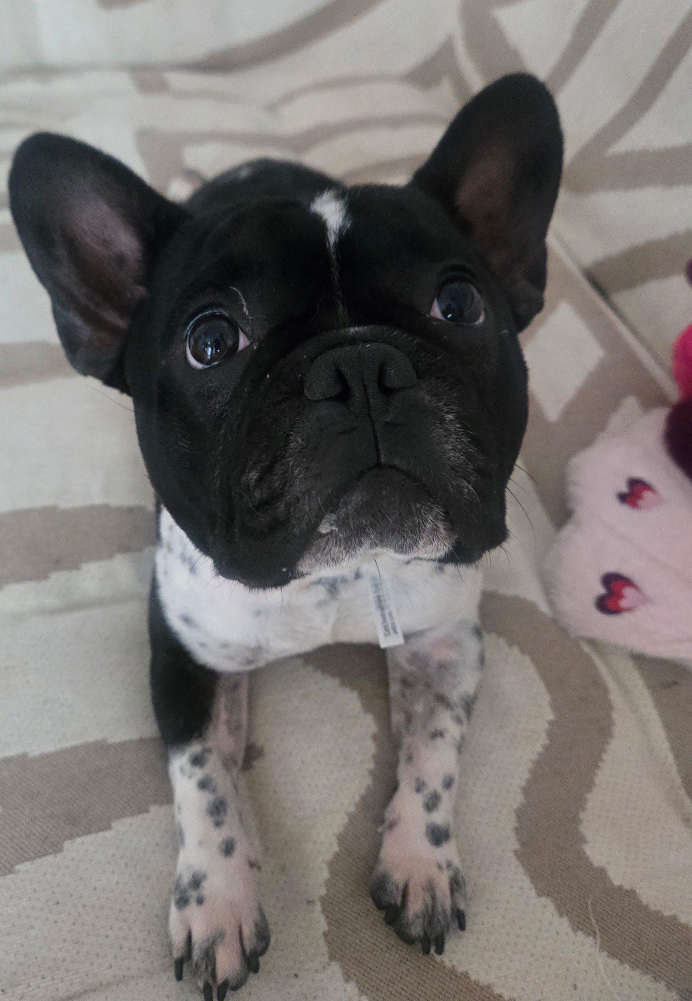 Cupid, Adopted, Young Male French Bulldog.