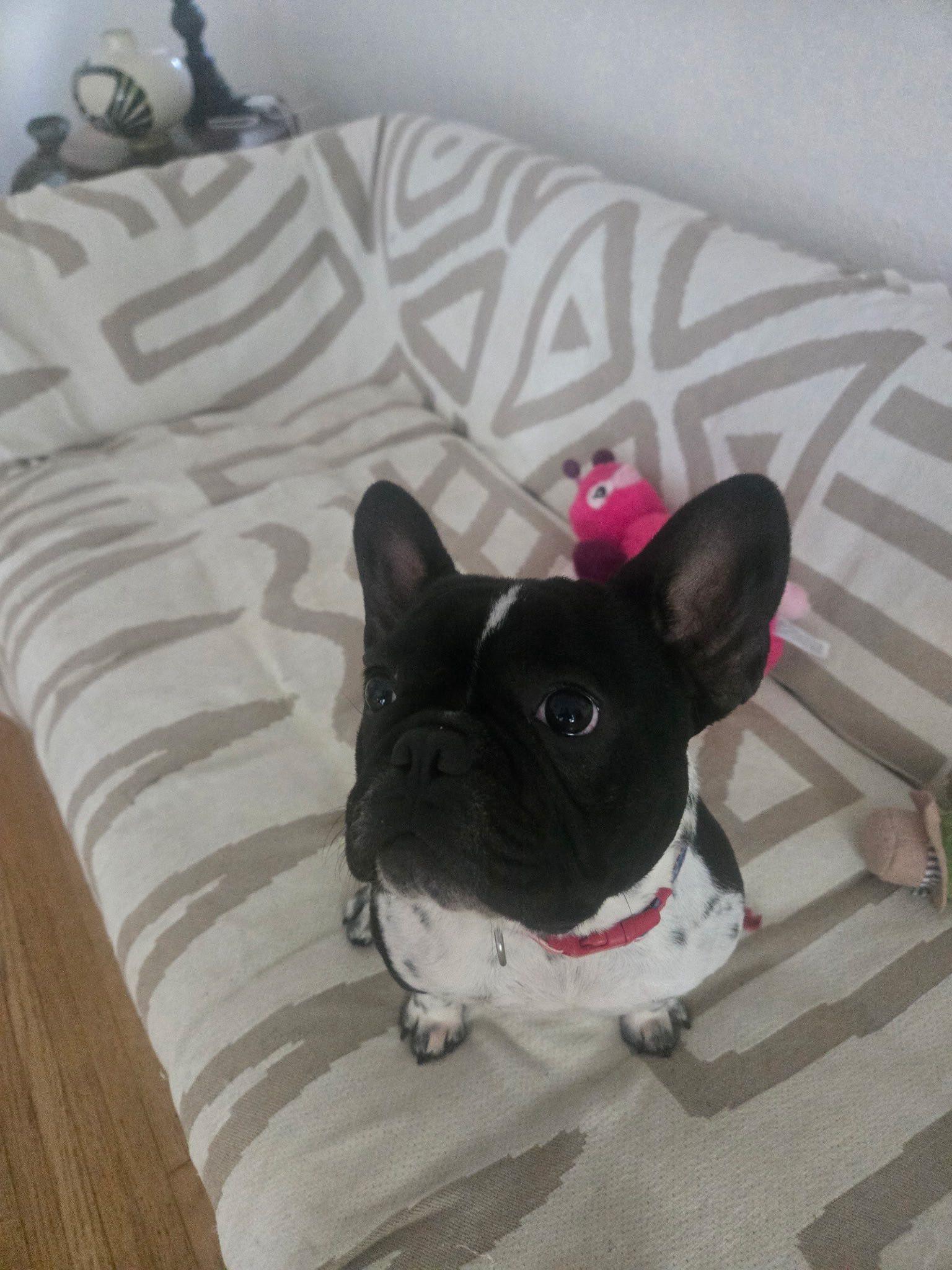 Enlarge Cupid, a Adopted French Bulldog in Oakland Park, FL image 3/4