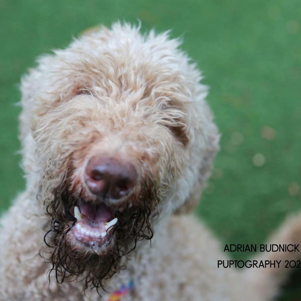 Enlarge Edward Scissorpaws, a Adoptable mixed breed in Nashville, TN image 2/6