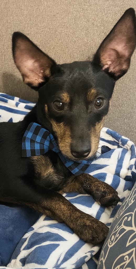 Dug, Adoptable, Young Male Chihuahua.