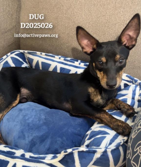 Enlarge Dug, a Adoptable Chihuahua in CONROE, TX image 2/6
