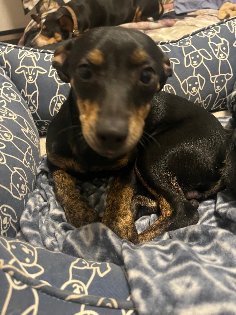 Enlarge Dug, a Adoptable Chihuahua in CONROE, TX image 6/6