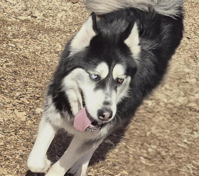 ARCTIC, Adoptable, Adult Male Siberian Husky & Mixed Breed.