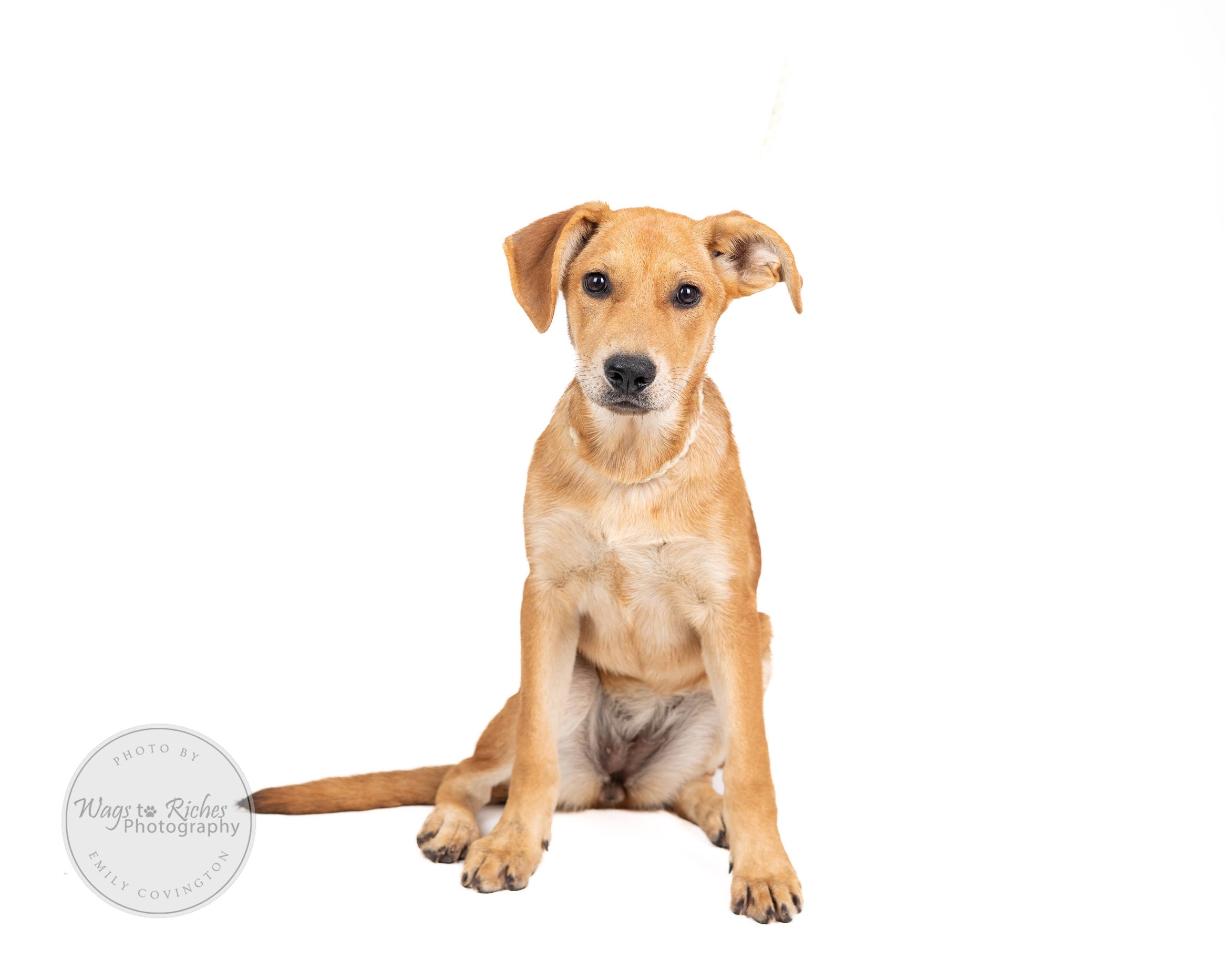 Enlarge Holly, a Adoptable mixed breed in Higganum, CT image 3/6