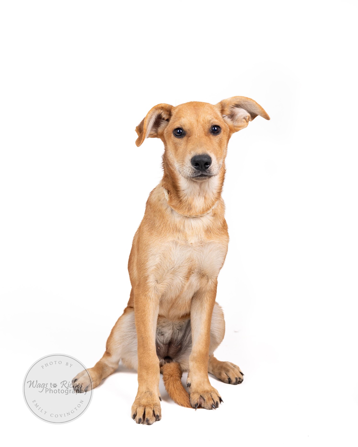 Enlarge Holly, a Adoptable mixed breed in Higganum, CT image 4/6