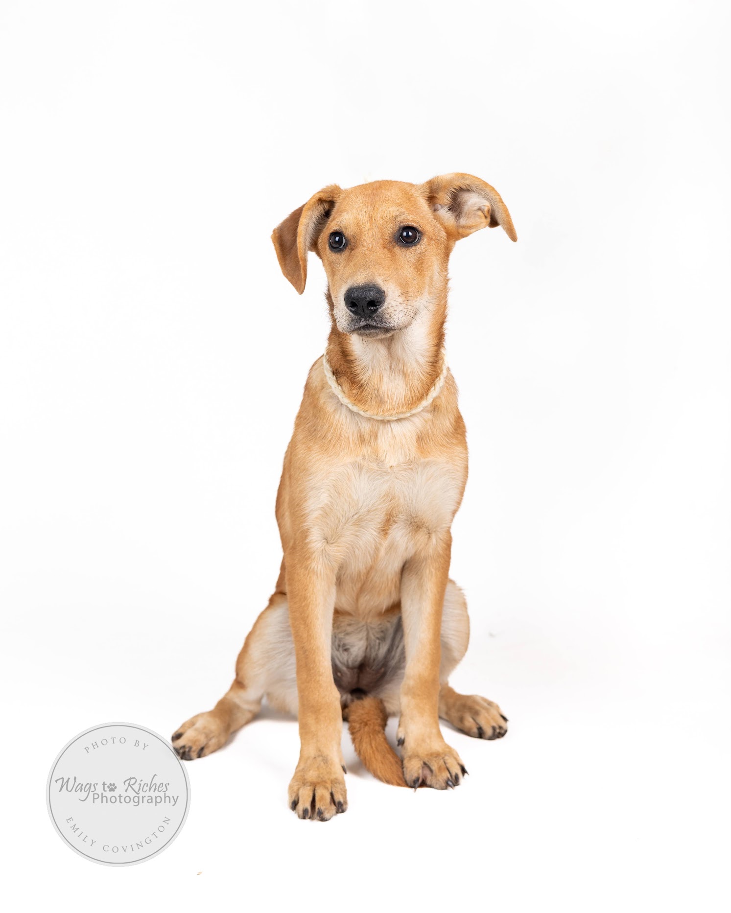 Enlarge Holly, a Adoptable mixed breed in Higganum, CT image 6/6