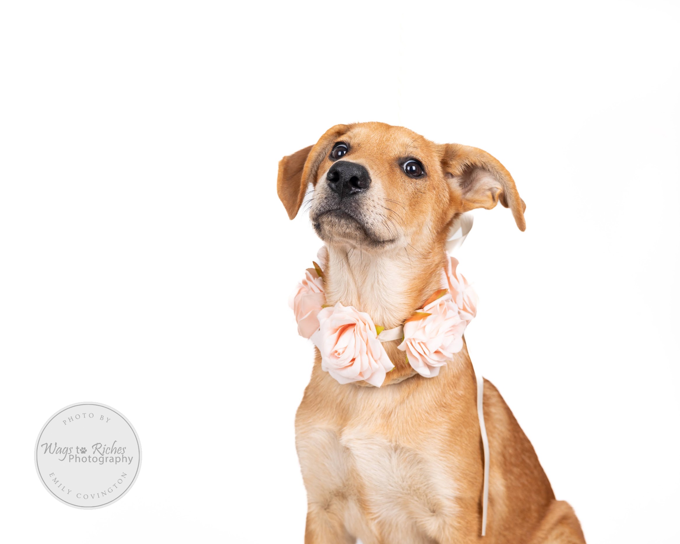 Ciondolo Collana Per Cani - Design Con Razze Diverse, Acciaio Inox, Regalo Perfetto Per Amanti Degli Animali