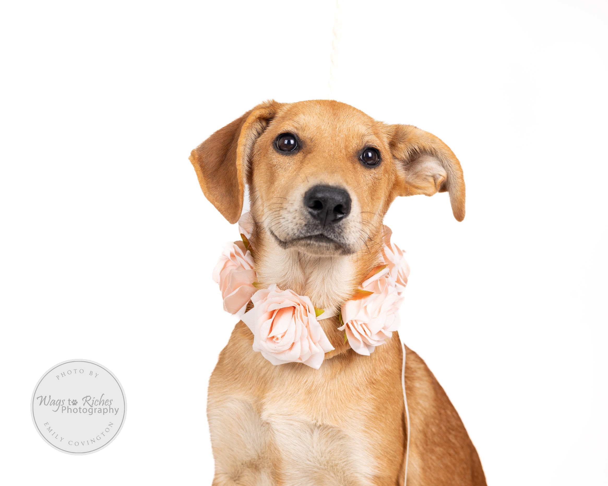 Enlarge Holly, a Adoptable mixed breed in Higganum, CT image 2/6