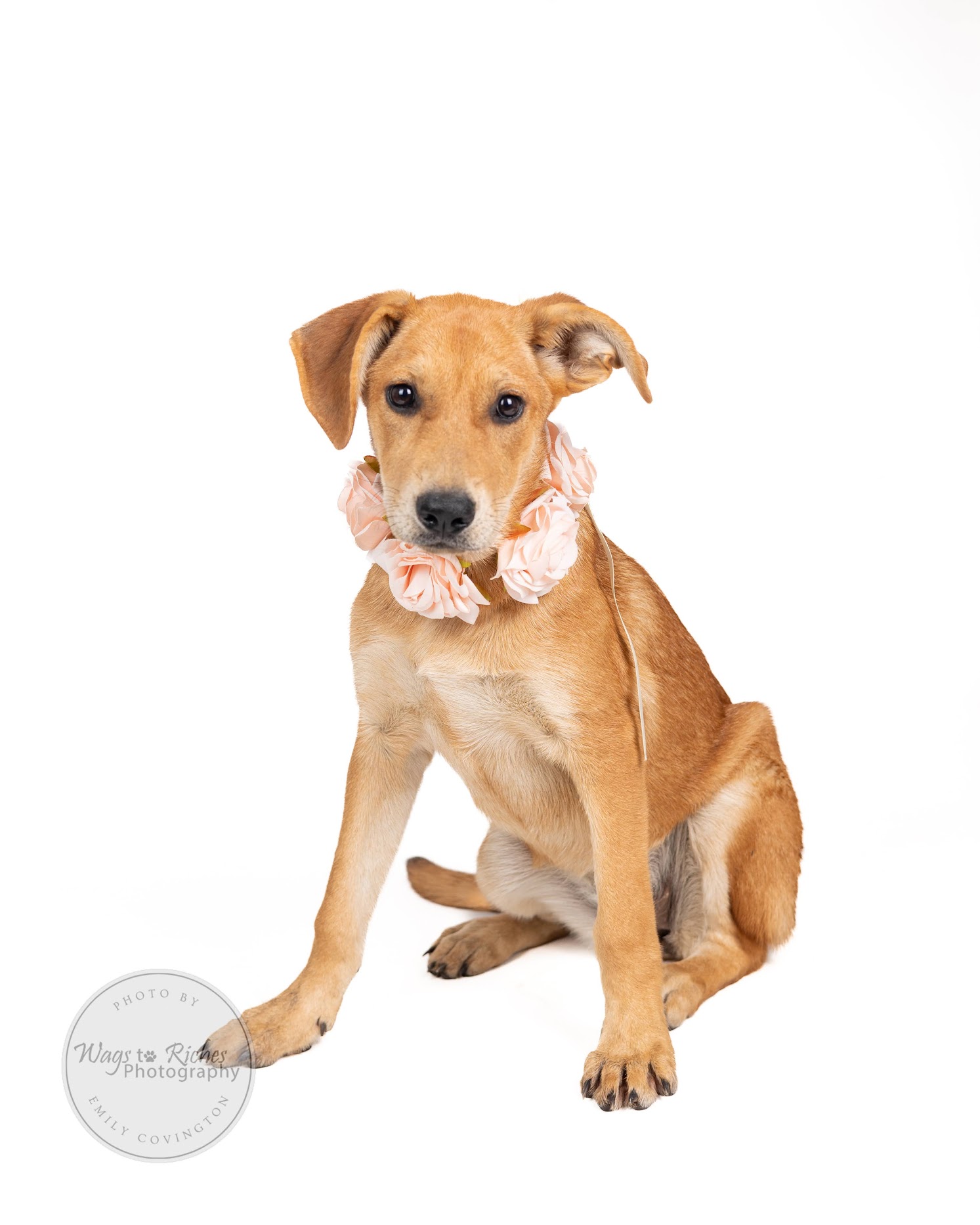 Holly, Baby Female Golden Retriever