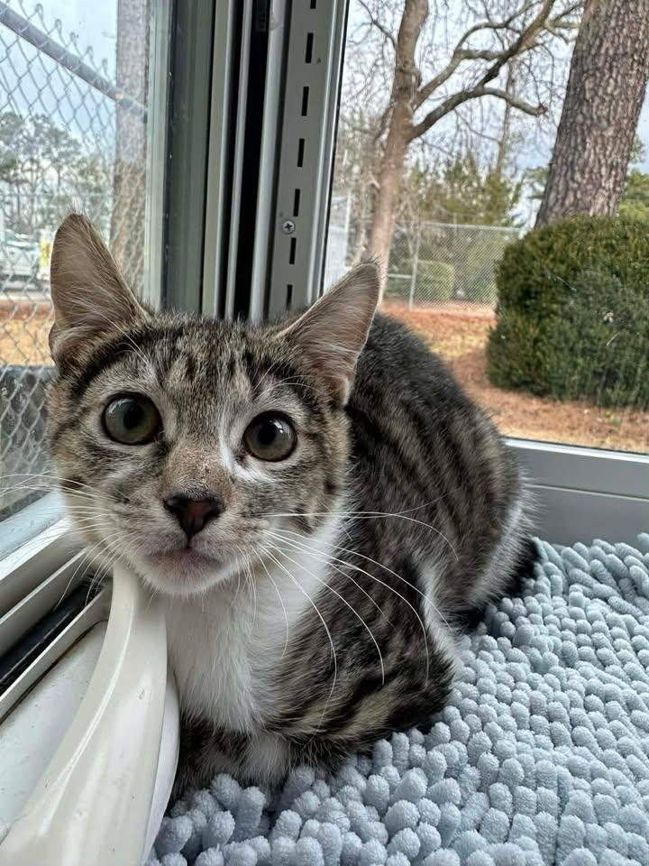 Dax, ADOPTABLE, Young Male Domestic Short Hair.