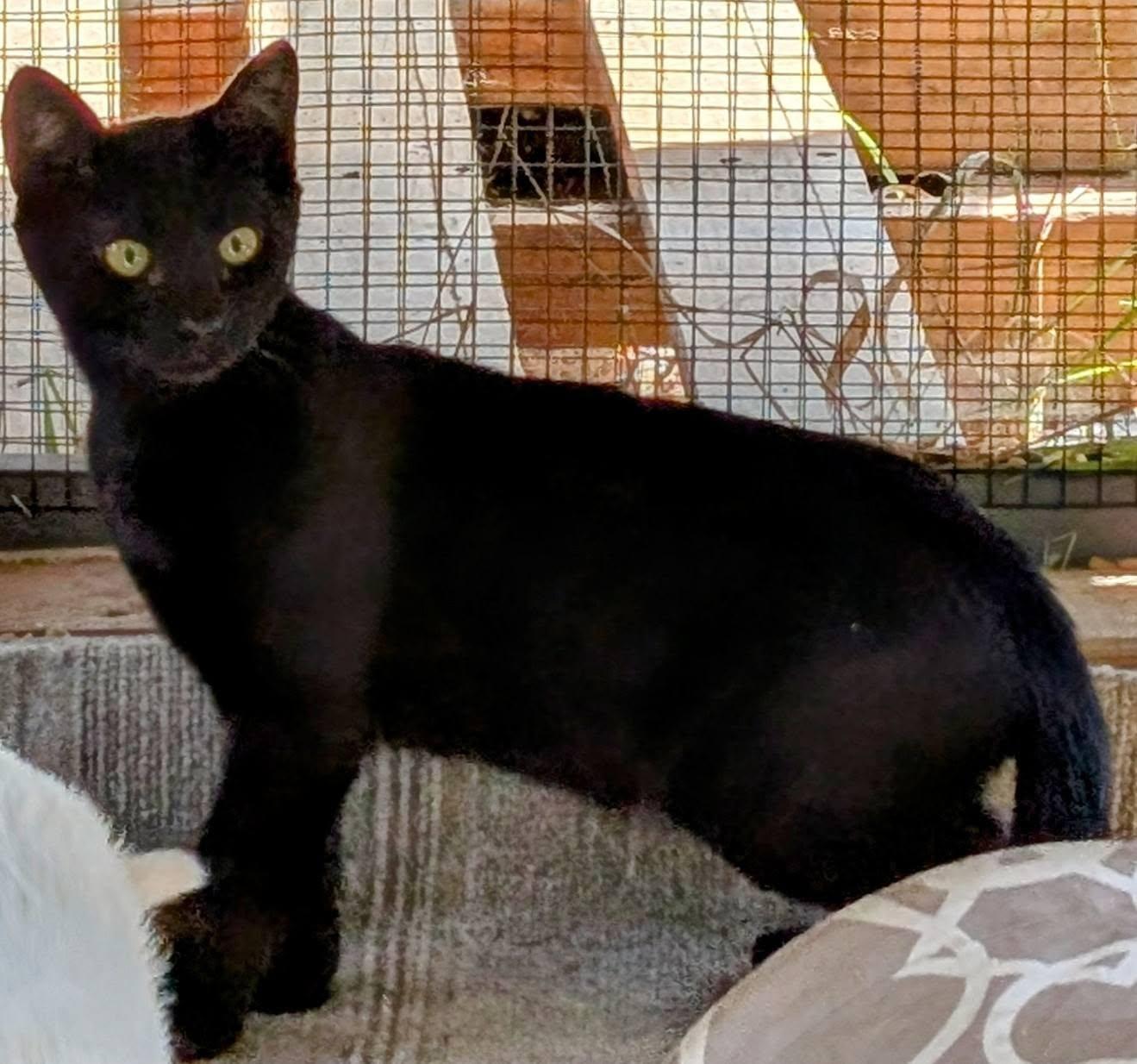 Inky, an adoptable Domestic Short Hair in Libby, MT, 59923 | Photo Image 1