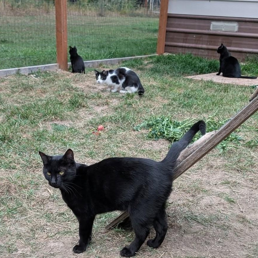 Inky, an adoptable Domestic Short Hair, Tabby in Libby, MT, 59923 | Photo Image 3