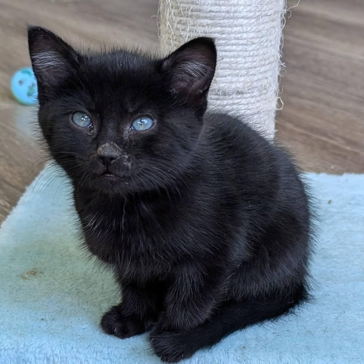 Inky, an adoptable Tabby in Libby, MT, 59923 | Photo Image 2