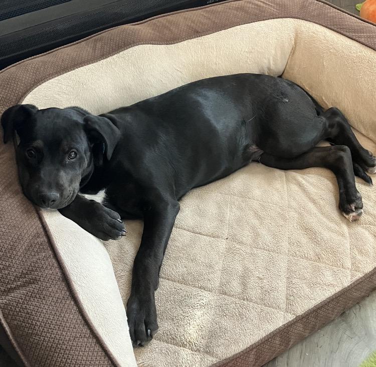 Oreo, a Adoptable mixed breed in Littleton, CO image 5/6