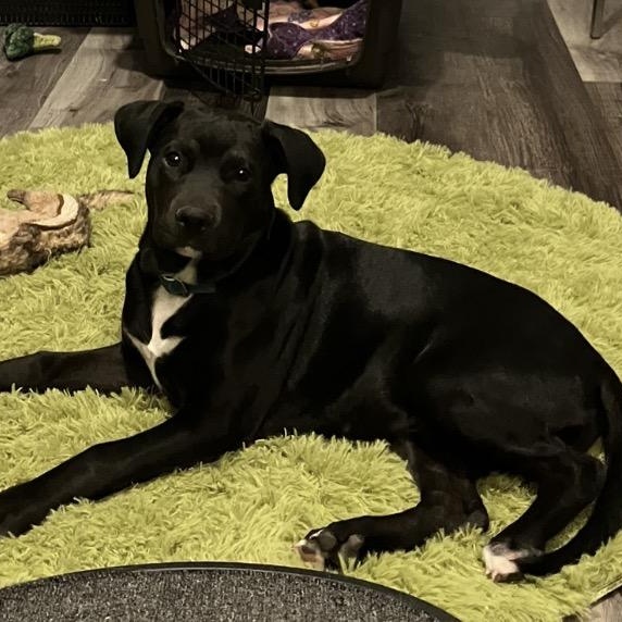 Oreo, Adoptable, Puppy Male Mixed Breed & Labrador Retriever.