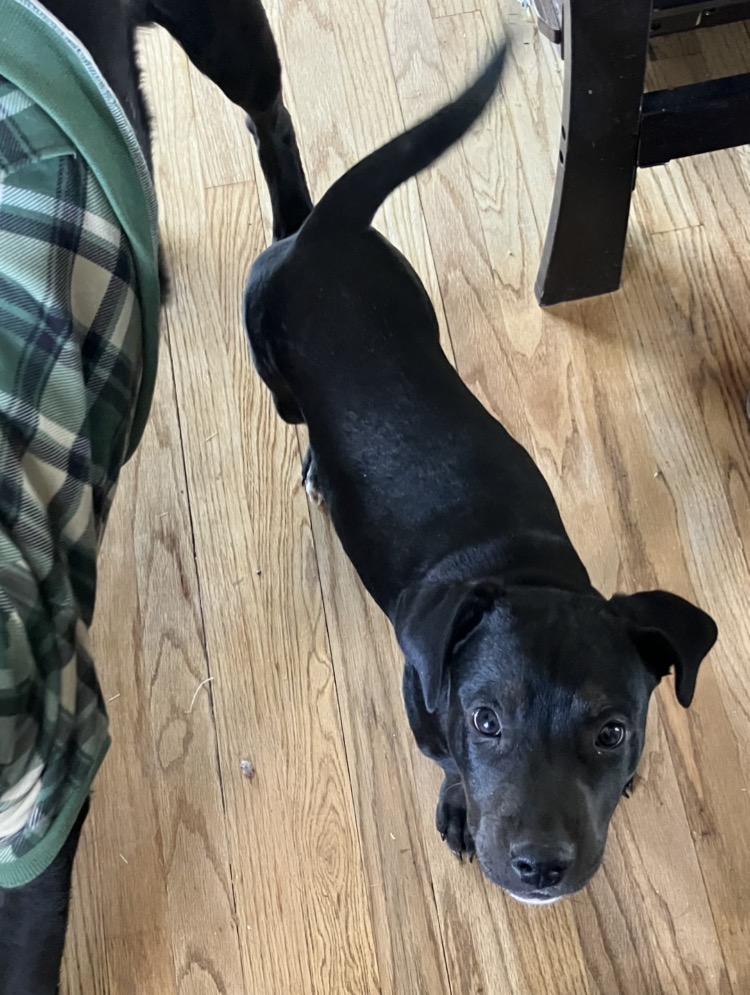 Oreo, a Adoptable mixed breed in Littleton, CO image 3/6