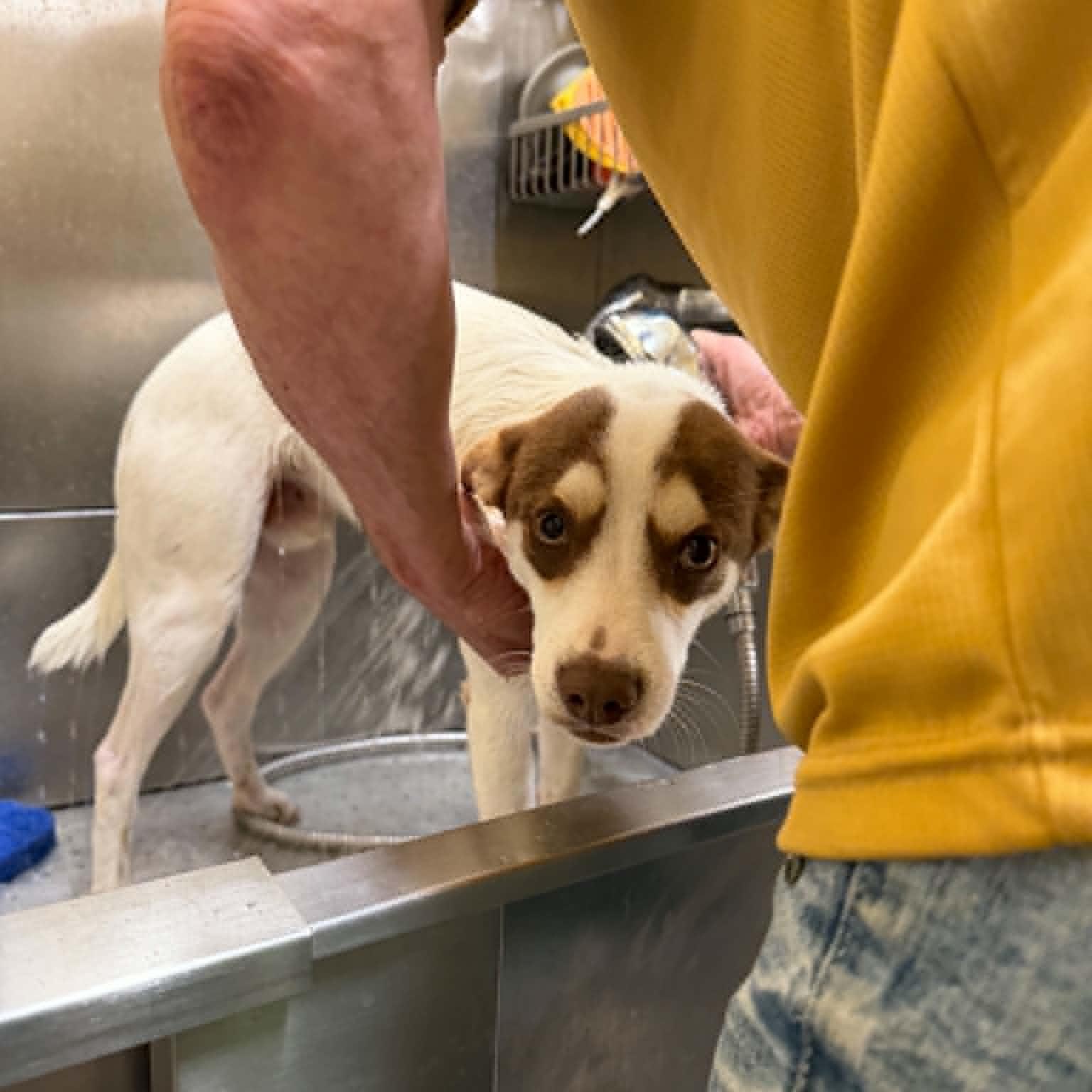 Enlarge RASCAL IS 16 POUNDS, a Adoptable mixed breed in Heath, TX image 6/6