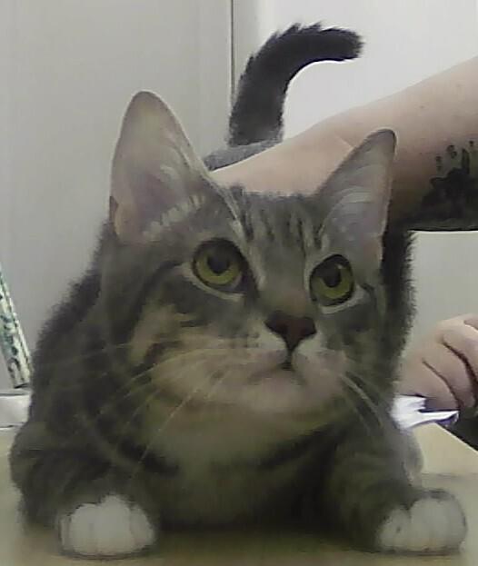 Joshua, Adoptable, Kitten Male Domestic Short Hair.