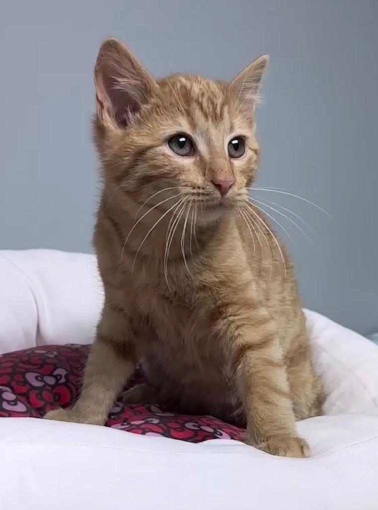 Arai, Adoptable, Kitten Male Domestic Short Hair.