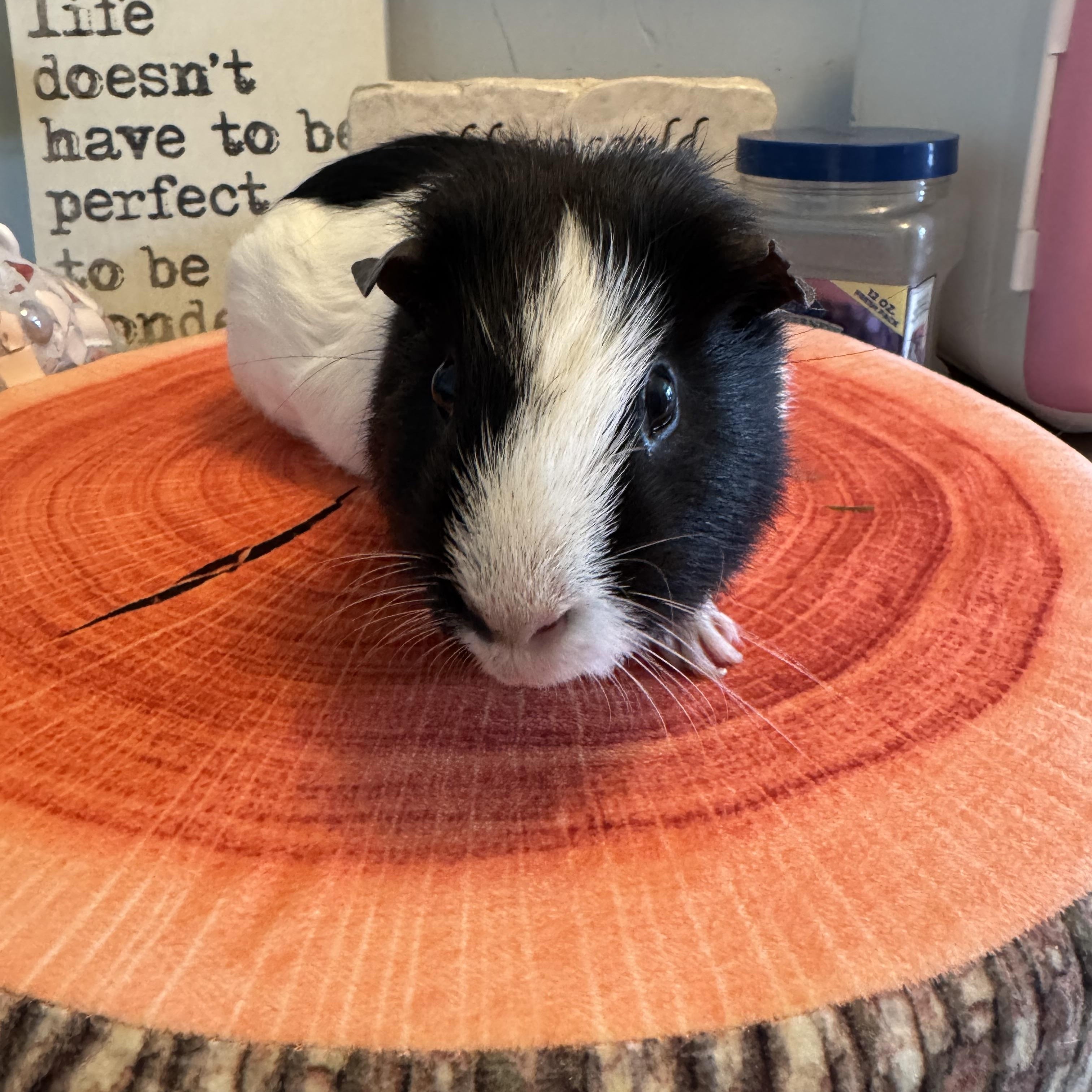 Enlarge Oreo, an adopted Guinea Pig in Walnut Grove, CA image 1/1