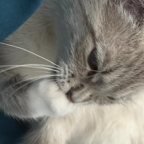 Enlarge Milkshake, a Adoptable mixed breed in Mount Pleasant, SC image 2/6