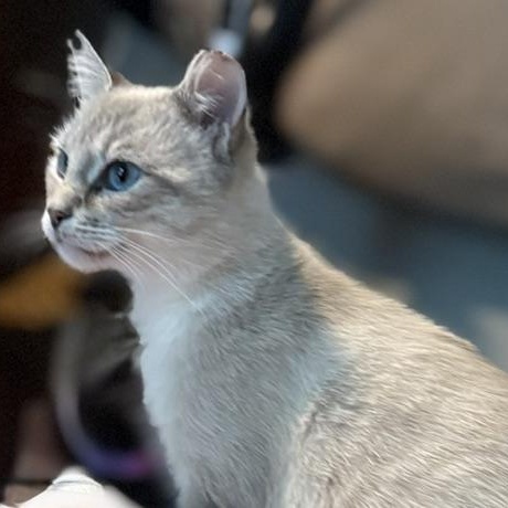 Milkshake, Adoptable, Adult Female Siamese.