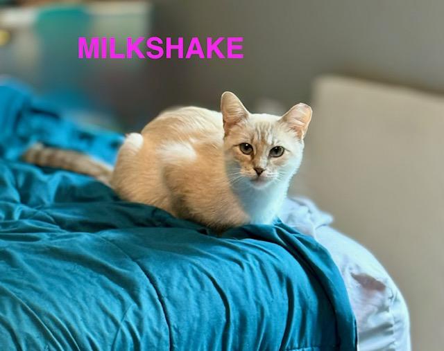 Enlarge Milkshake, a Adoptable mixed breed in Mount Pleasant, SC image 1/6