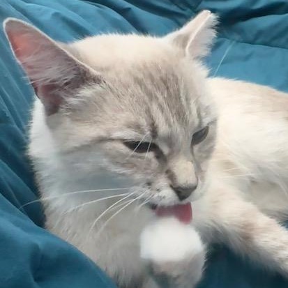 Enlarge Milkshake, a Adoptable mixed breed in Mount Pleasant, SC image 5/6