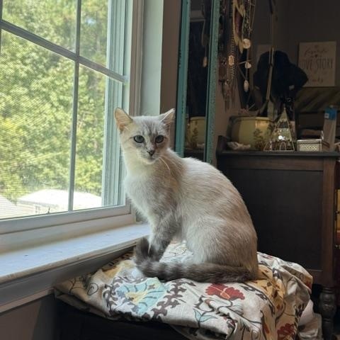 Enlarge Milkshake, a Adoptable mixed breed in Mount Pleasant, SC image 4/6