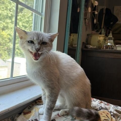 Enlarge Milkshake, a Adoptable mixed breed in Mount Pleasant, SC image 6/6