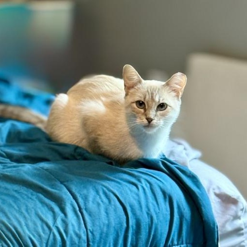 Enlarge Milkshake, a Adoptable mixed breed in Mount Pleasant, SC image 3/6