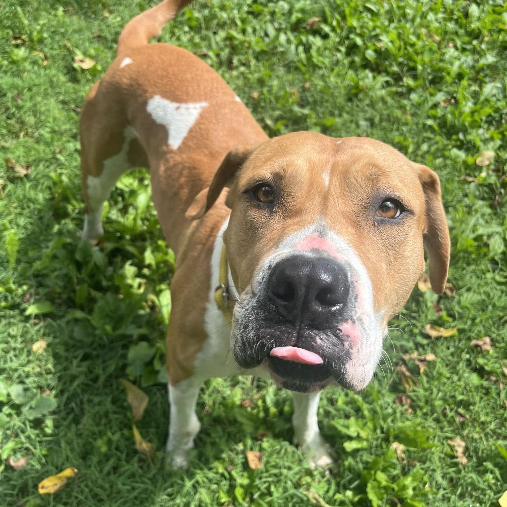Enlarge Pumpkin Spice, a Adoptable Pit Bull Terrier in Delaware, OH image 1/6