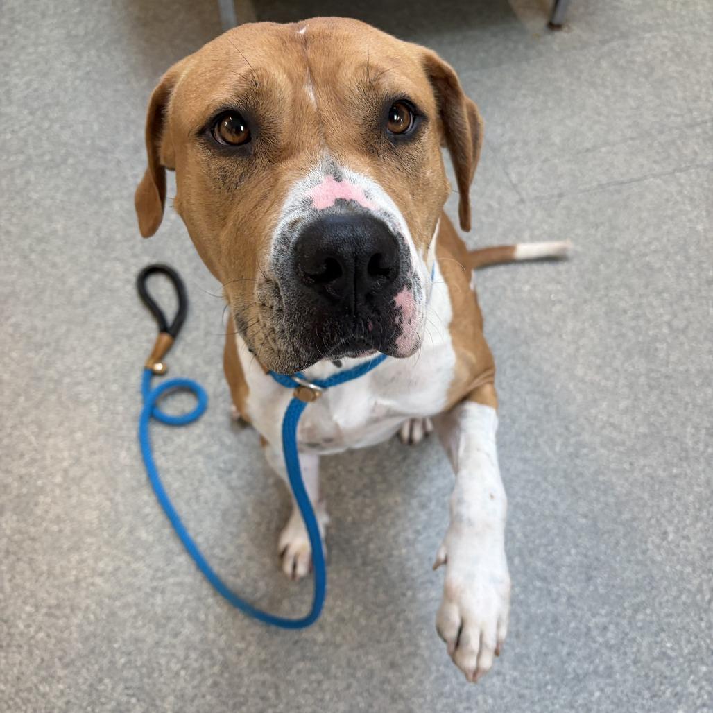 Enlarge Pumpkin Spice, a Adoptable Pit Bull Terrier in Delaware, OH image 2/6