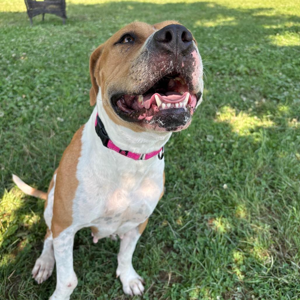Enlarge Pumpkin Spice, a Adoptable Pit Bull Terrier in Delaware, OH image 3/6