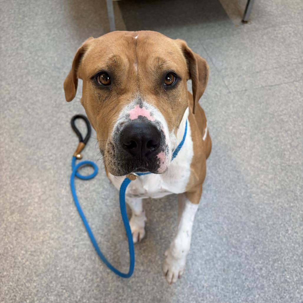 Enlarge Pumpkin Spice, a Adoptable Pit Bull Terrier in Delaware, OH image 4/6